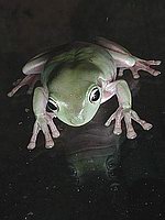 �abi�ka rosni�ka