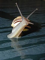 Akrobatick� p�sovka