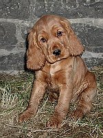 Mal� kok�� princezna :-)