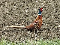 Jarn� vysk�kanej ba�ant ve svatebn�m