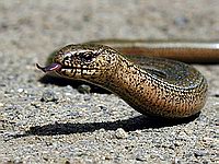 Slepej� - a kouk� potvora :-)