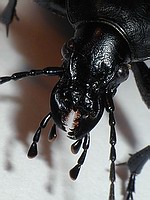 Kdyby trochu povyrostl, necht�l bych, aby m� kousl