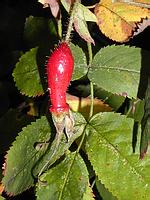 Huben� horsk� ��pky