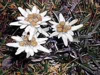 Voln� rostouc� Prot�