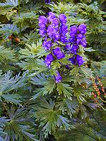 Vl�� mor, nebo co to je :-)