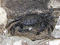 Krm�c� se krabouch