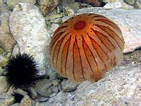 Kr�sn� med�za se v�adep��tomnou je�ovkou